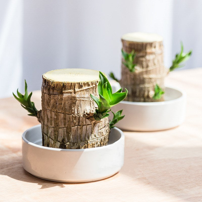 Hydroponics Lucky Wood Stump