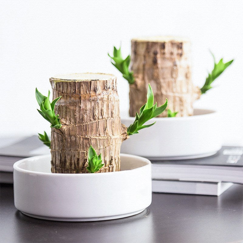 Hydroponics Lucky Wood Stump